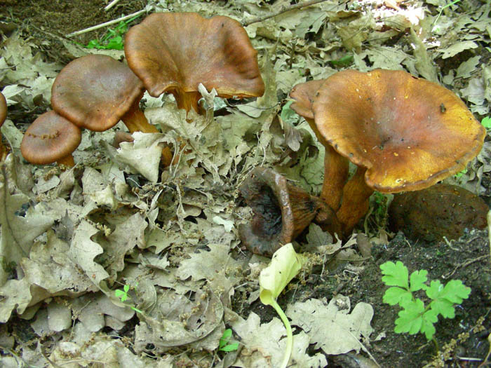 Escursione 09.05.09.