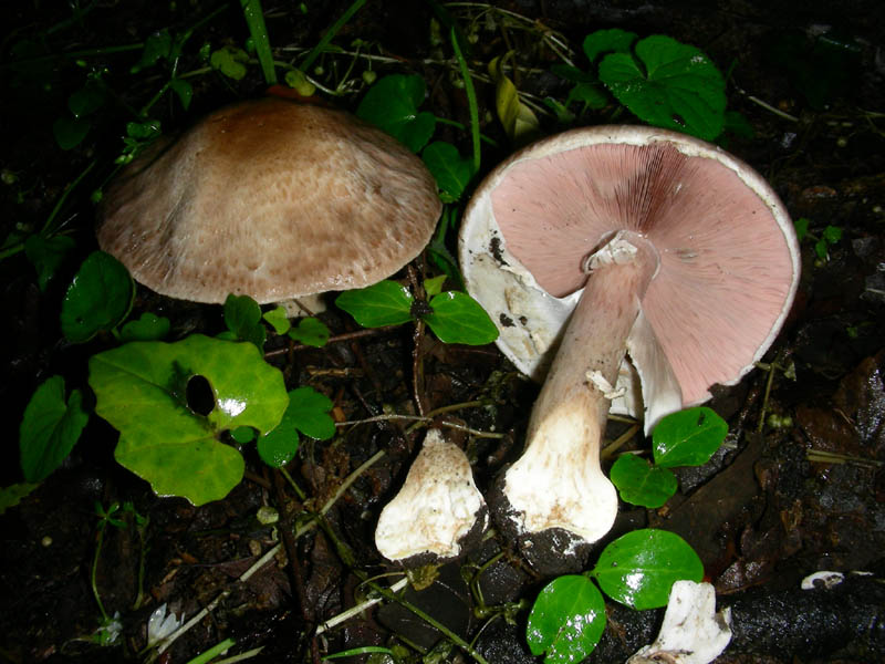 Altro Agaricus fotog. il 14.05.2010.
