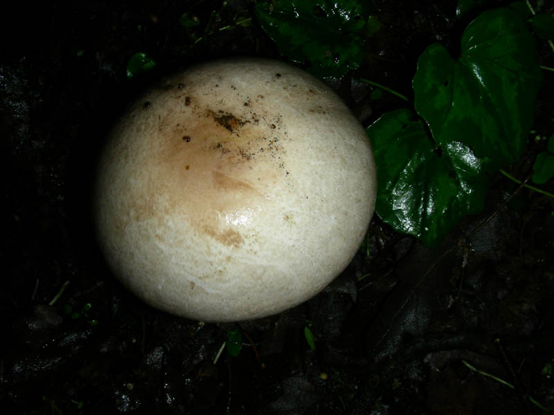 Agaricus fotog.il 14.05.2010.
