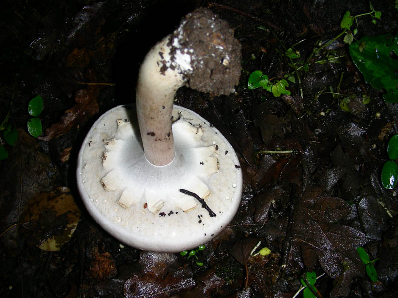 Agaricus fotog.il 14.05.2010.