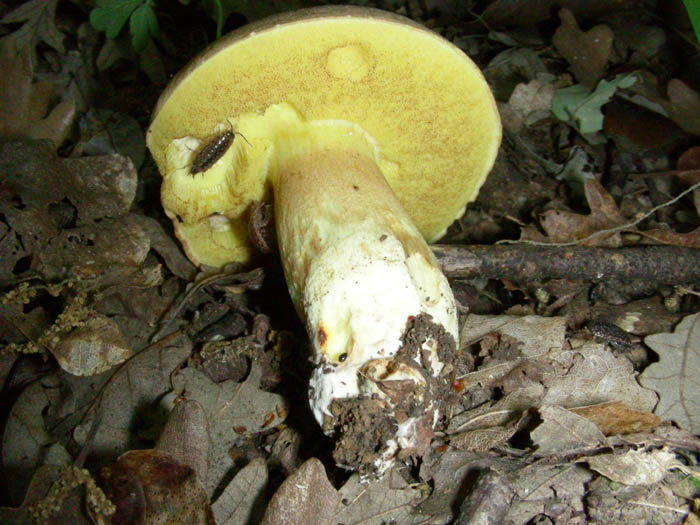 Boletus impolitus fotog.12.05.09.