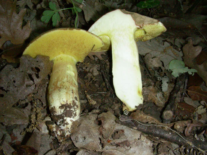 Boletus impolitus fotog.12.05.09.