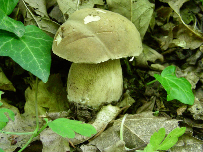Boletus aestivalis fotog.12.05.09.