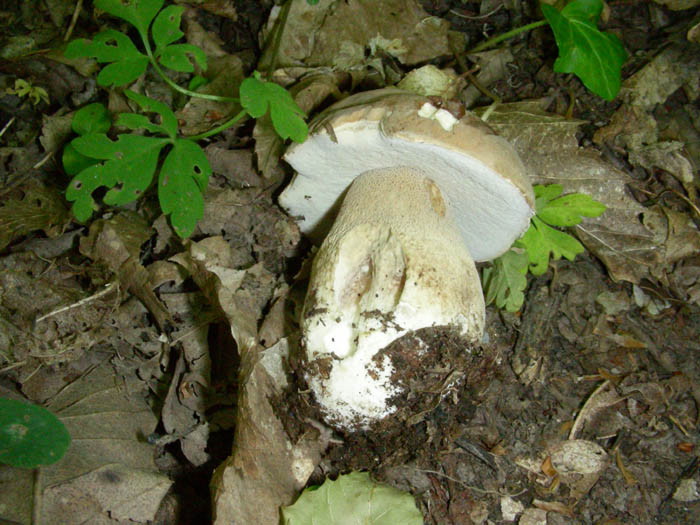 Boletus aestivalis fotog.12.05.09.