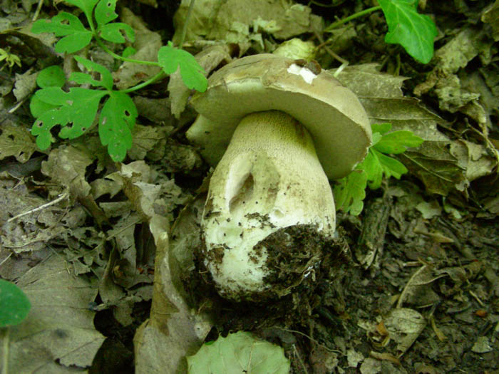 Boletus aestivalis fotog.12.05.09.
