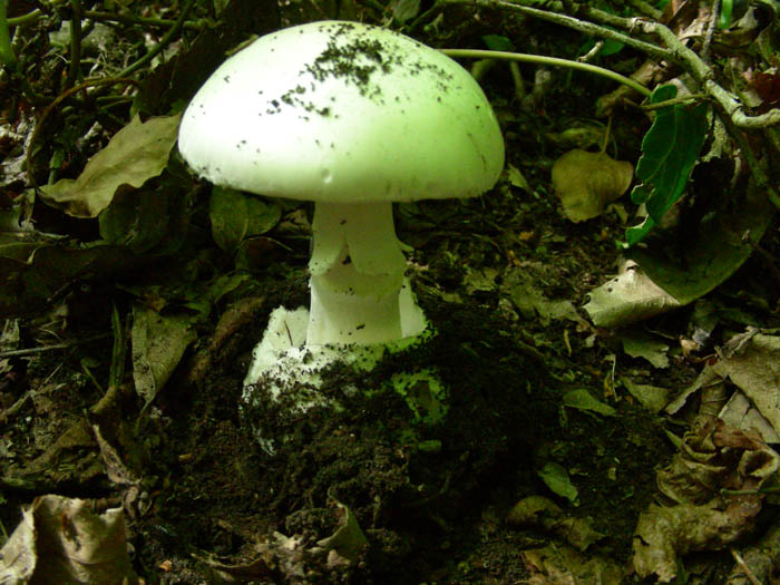 Amanita verna  05.05.07