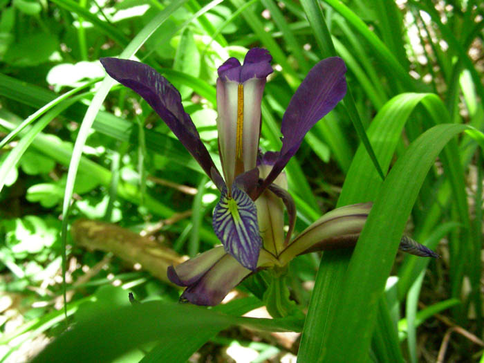 Dactylorhiza fuchsii