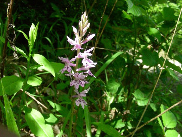 Dactylorhiza fuchsii