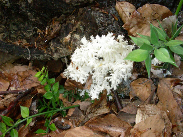 Fotografati il 15.05.09.