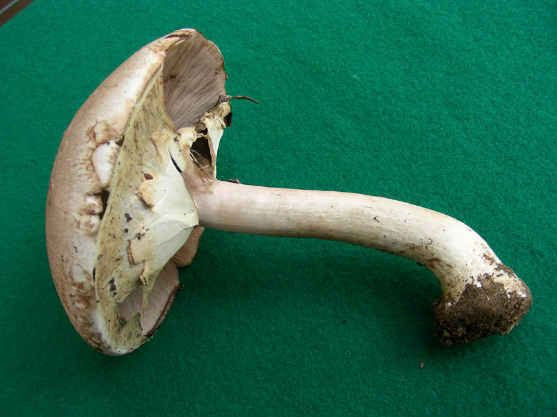 Agaricus fotog.il 14.05.2010.
