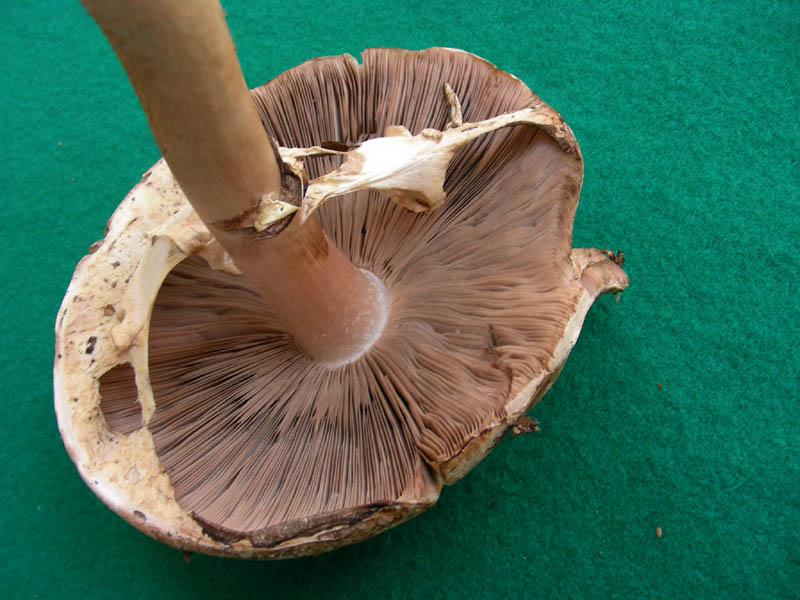 Agaricus fotog.il 14.05.2010.