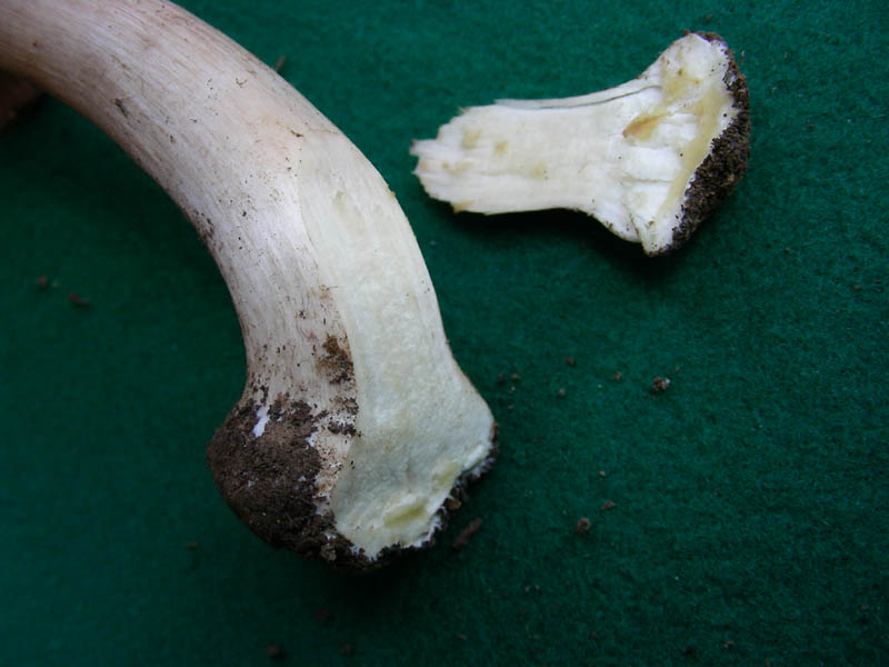 Agaricus fotog.il 14.05.2010.