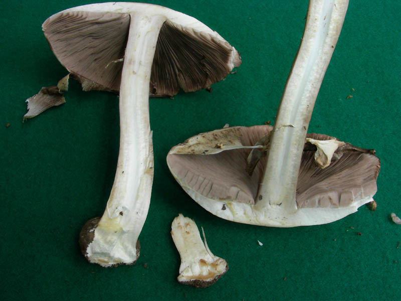 Agaricus fotog.il 14.05.2010.
