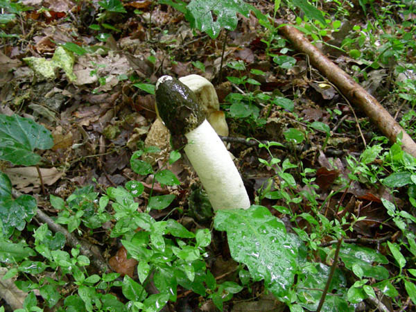 Fotografati il 15.05.09.