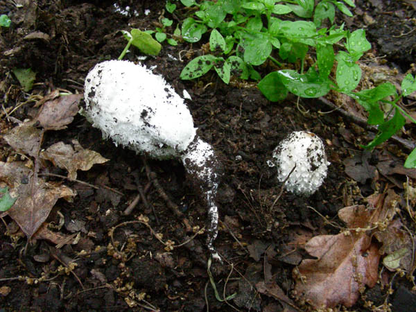 Fotografati il 15.05.09.