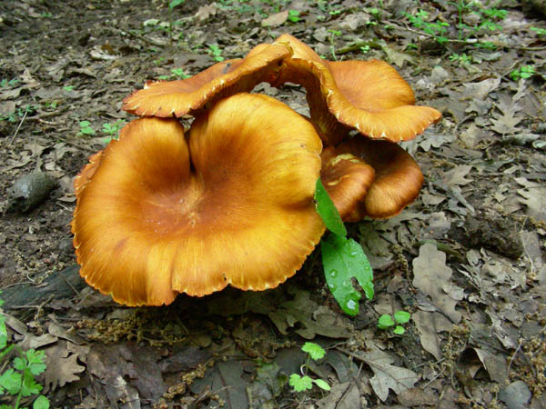 Fotografati il 15.05.09.