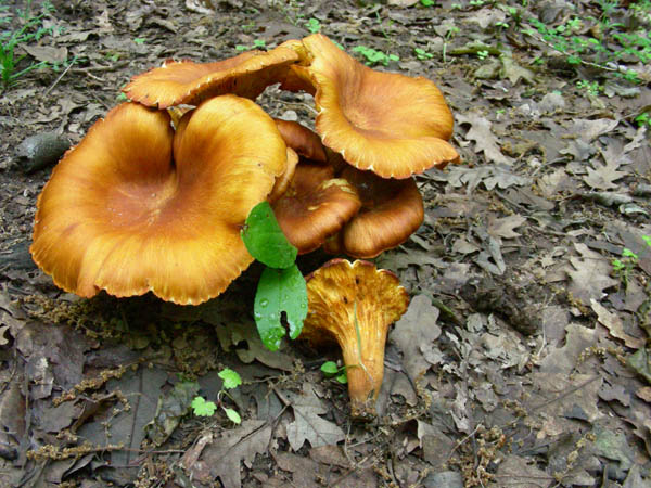 Fotografati il 15.05.09.