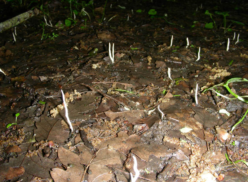 Clavulina fotog il 14.05.2010