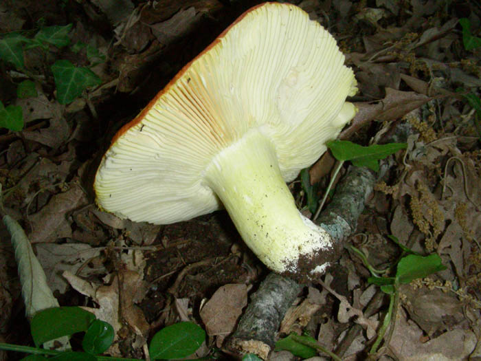 Russule fotog.il 16.05.09.