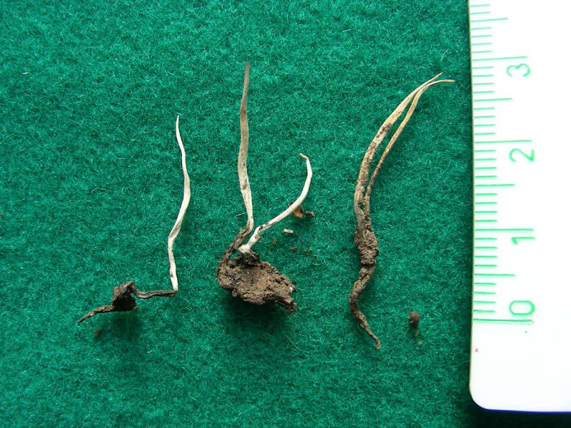 Clavulina fotog il 14.05.2010