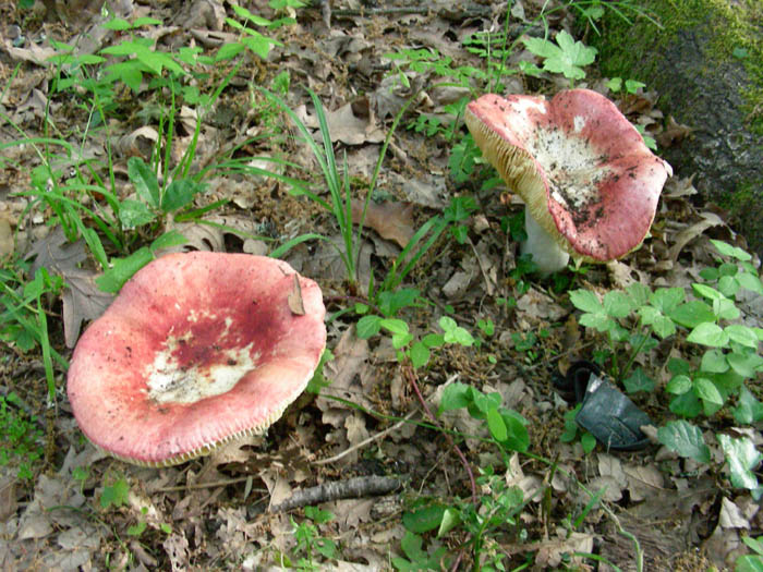 Russule fotog.il 16.05.09.