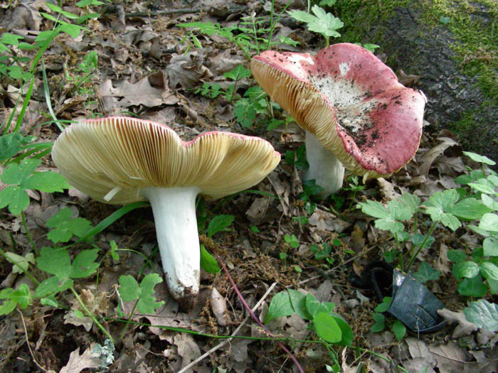 Russule fotog.il 16.05.09.