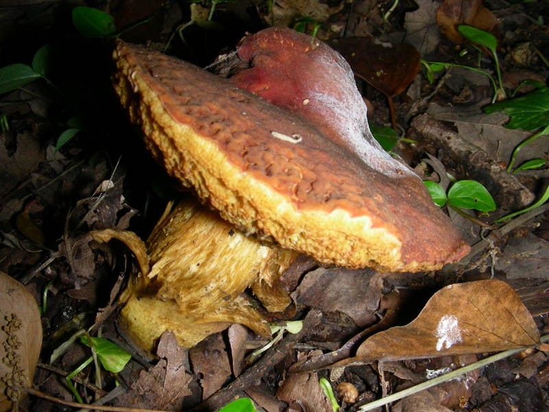 Fotog.il18.05.10.guasi in buone condizioni.