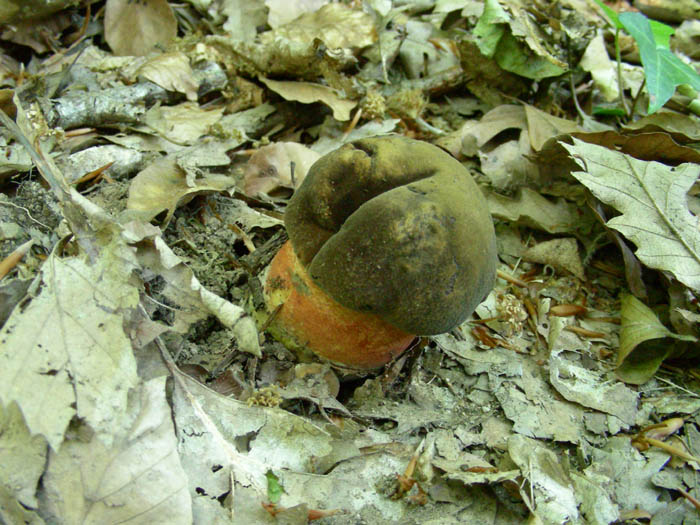 Boletus erythropus fotog.il 19.05.09.