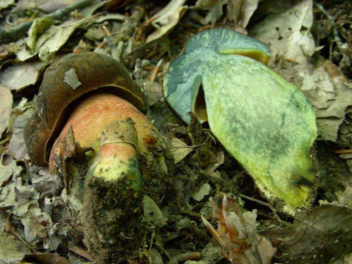 Boletus erythropus fotog.il 19.05.09.