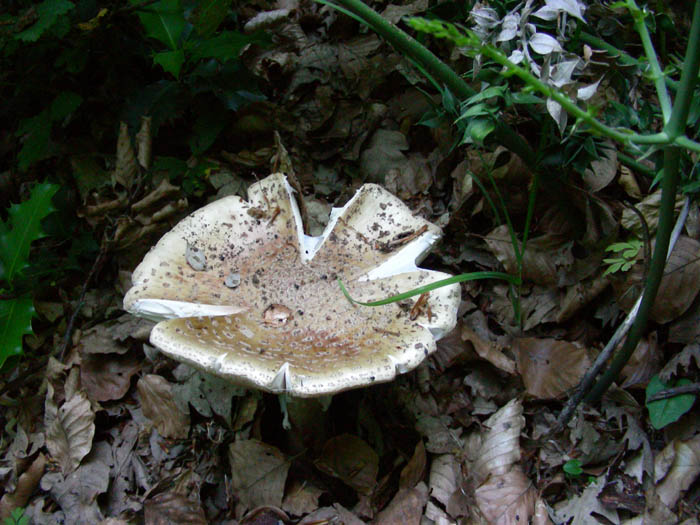 Amanita rubescens fotog.il 19.05.09