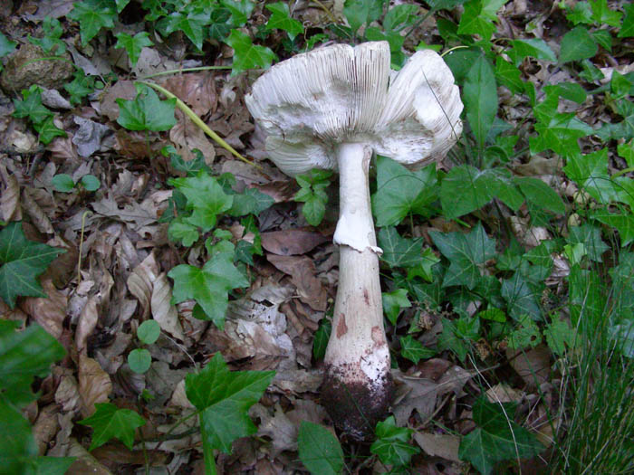 Amanita rubescens fotog.il 19.05.09