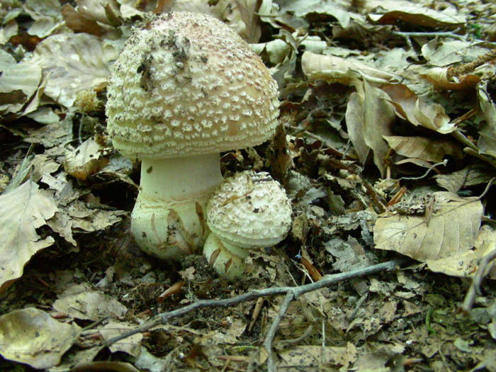 Amanita rubescens fotog.il 19.05.09