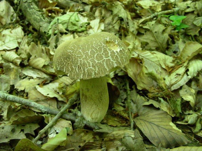 Boletus aestivalis fotog. il 19.05.09.