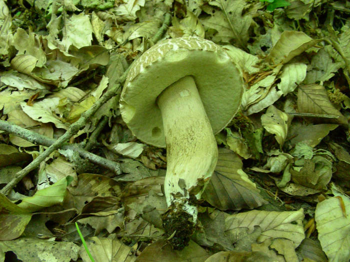 Boletus aestivalis fotog. il 19.05.09.