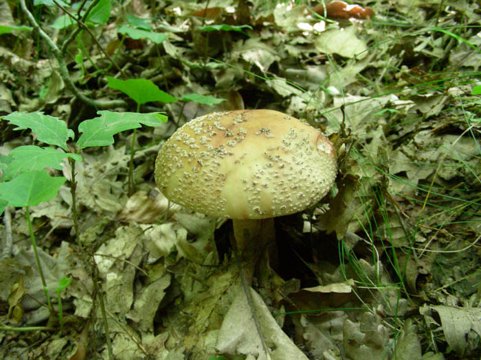 Amanita rubescens fotog.il 19.05.09