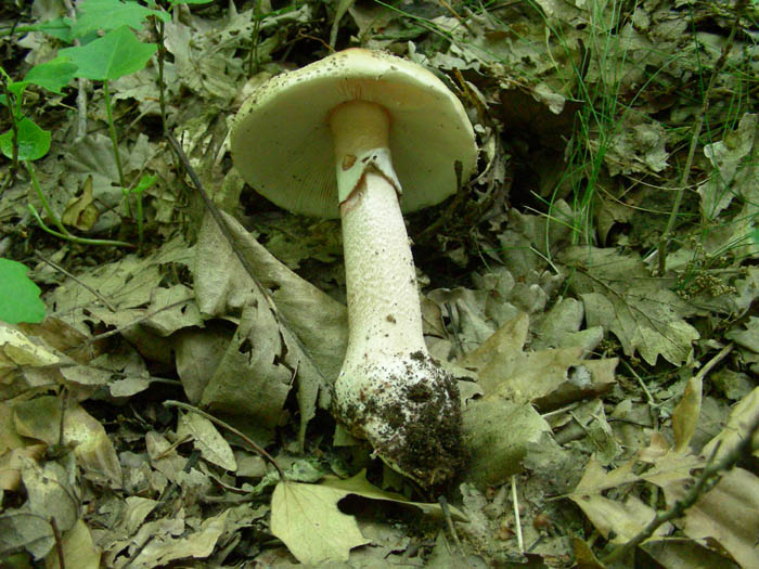 Amanita rubescens fotog.il 19.05.09