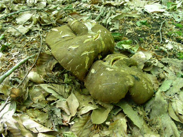 Boletus erythropus fotog.il 19.05.09.