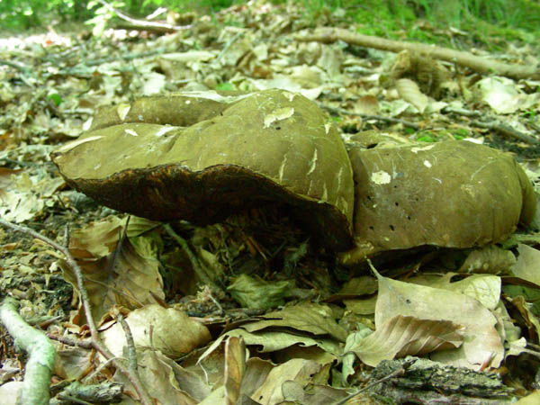 Boletus erythropus fotog.il 19.05.09.