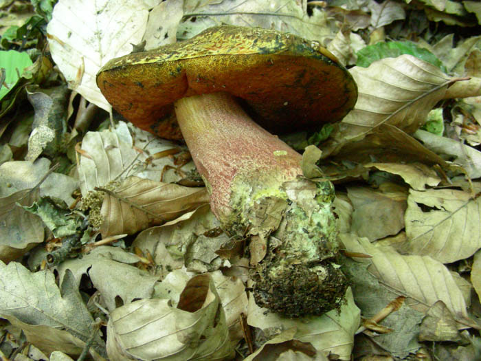 Boletus erythropus fotog.il 19.05.09.