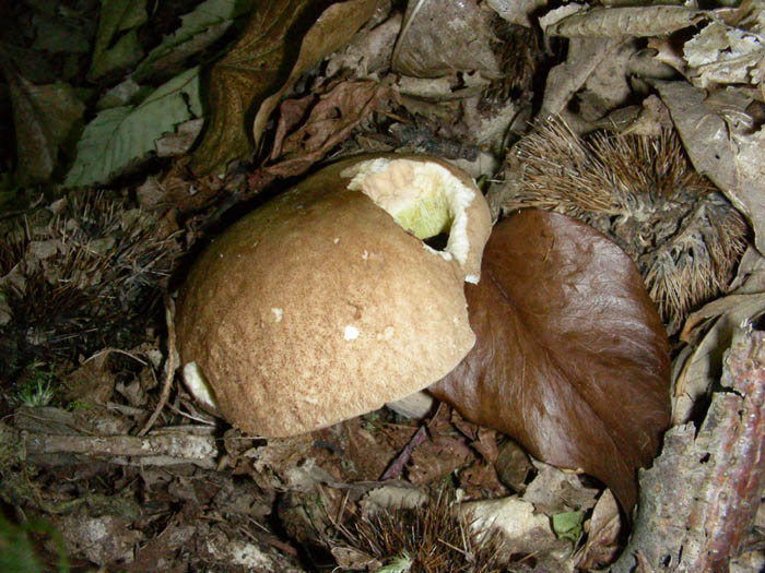 Boletus aestivalis fotog.il 26.05.09.