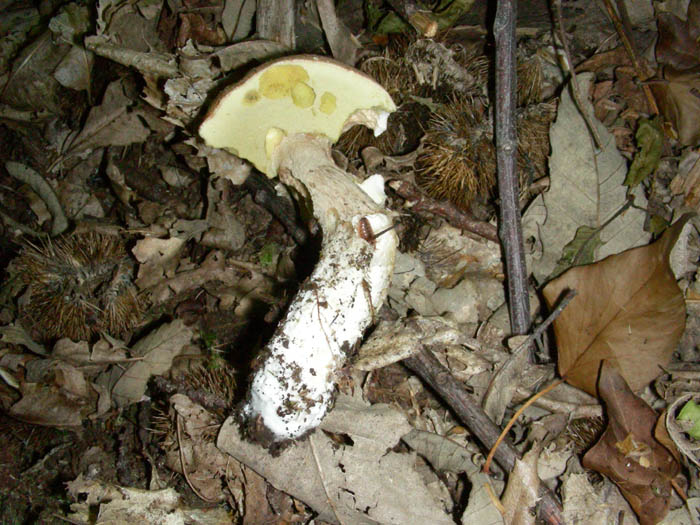 Boletus aestivalis fotog.il 26.05.09.