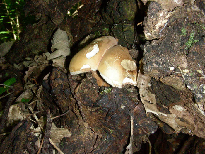 Tylopilus felleus fotog. il 26.05.09.