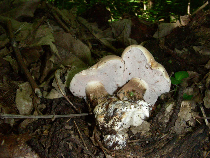 Tylopilus felleus fotog. il 26.05.09.