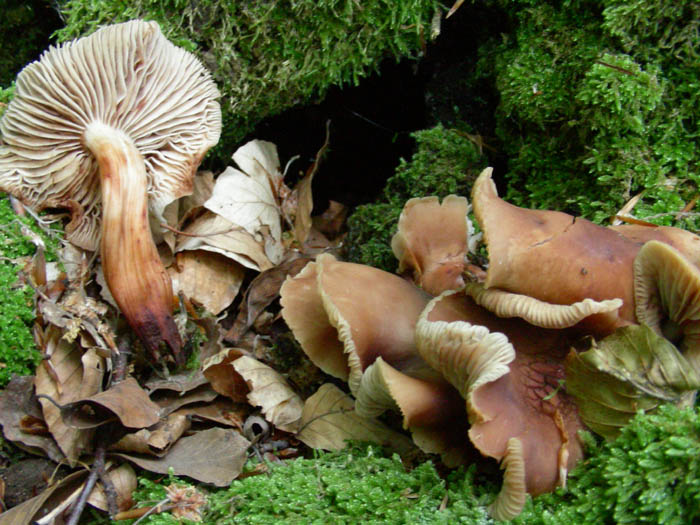 Ritrovamenti del 05.06.09.