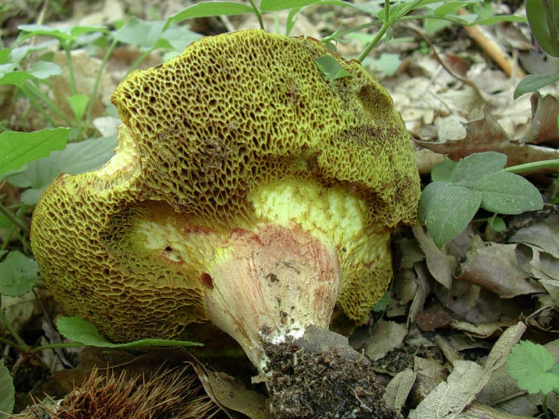Boletus aemilii?