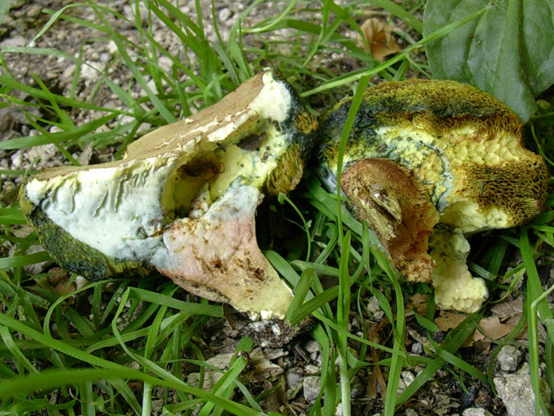 Boletus aemilii?
