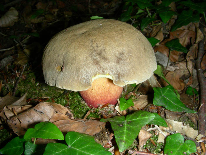 Boletus calopus  fotog. 09.06.09.