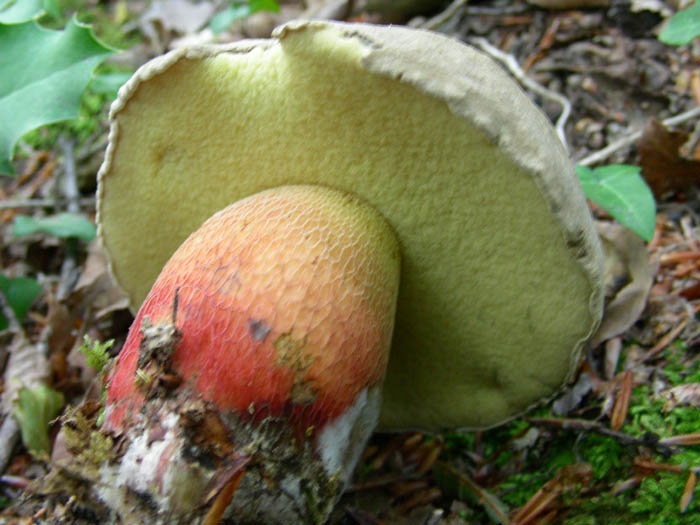 Boletus calopus  fotog. 09.06.09.