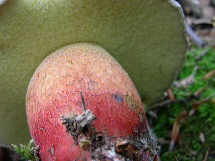 Boletus calopus  fotog. 09.06.09.