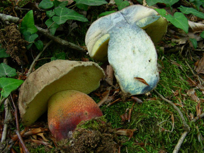 Boletus calopus  fotog. 09.06.09.